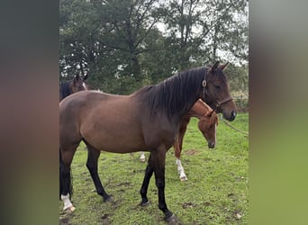 Trakehner, Jument, 4 Ans, 165 cm, Bai
