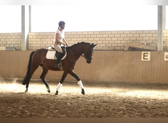 Trakehner, Jument, 4 Ans, 165 cm, Bai