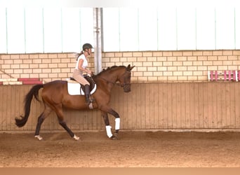 Trakehner, Jument, 4 Ans, 165 cm, Bai