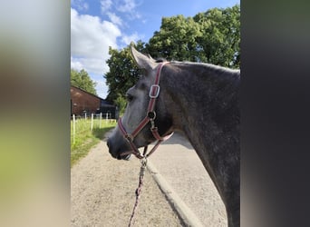 Trakehner, Jument, 4 Ans, 165 cm, Gris