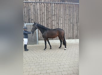 Trakehner, Jument, 4 Ans, 166 cm, Bai brun
