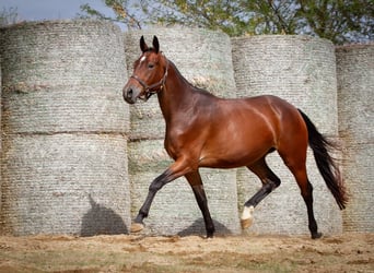 Trakehner, Jument, 4 Ans, 166 cm, Bai