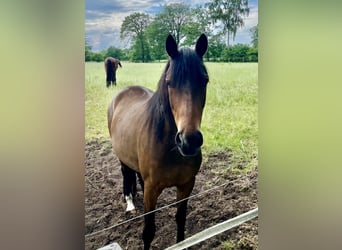 Trakehner, Jument, 4 Ans, 166 cm, Bai