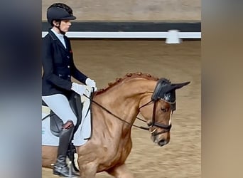 Trakehner, Jument, 4 Ans, 167 cm, Alezan