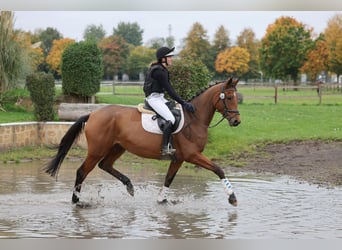 Trakehner, Jument, 4 Ans, 167 cm, Bai