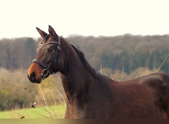 Trakehner, Jument, 4 Ans, 167 cm, Bai