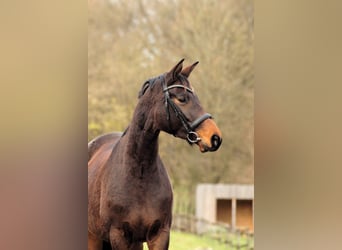 Trakehner, Jument, 4 Ans, 167 cm, Bai