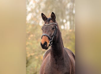 Trakehner, Jument, 4 Ans, 167 cm, Bai