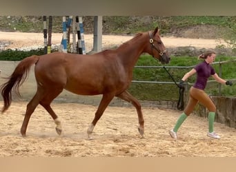 Trakehner, Jument, 4 Ans, 168 cm, Alezan