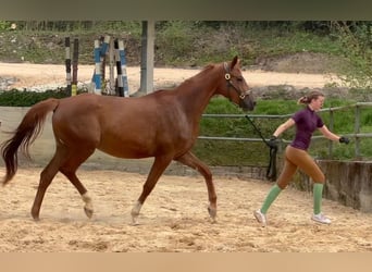 Trakehner, Jument, 4 Ans, 168 cm, Alezan