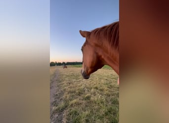 Trakehner, Jument, 4 Ans, 168 cm, Alezan