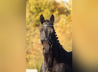 Trakehner, Jument, 4 Ans, 168 cm, Bai brun