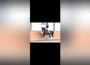 Trakehner, Jument, 4 Ans, 168 cm, Bai brun