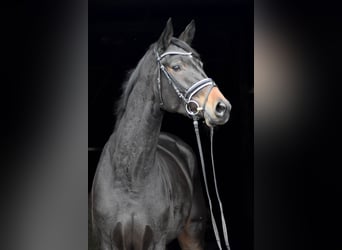 Trakehner, Jument, 4 Ans, 168 cm, Bai brun foncé