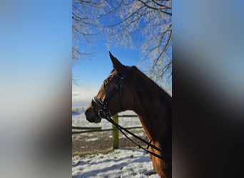 Trakehner, Jument, 4 Ans, 168 cm, Bai