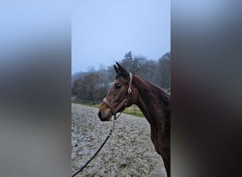 Trakehner, Jument, 4 Ans, 168 cm, Bai