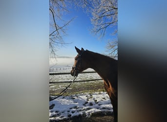 Trakehner, Jument, 4 Ans, 168 cm, Bai