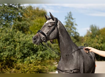 Trakehner, Jument, 4 Ans, 168 cm, Gris