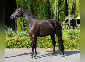 Trakehner, Jument, 4 Ans, 168 cm, Noir