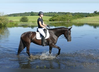 Trakehner, Jument, 4 Ans, 168 cm, Noir