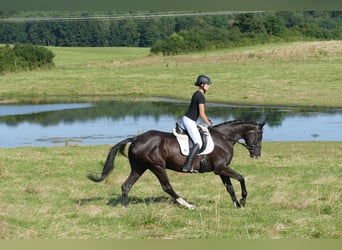 Trakehner, Jument, 4 Ans, 168 cm, Noir