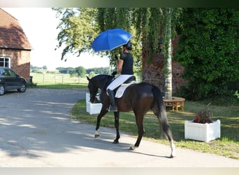 Trakehner, Jument, 4 Ans, 168 cm, Noir