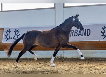Trakehner, Jument, 4 Ans, 169 cm, Bai brun foncé