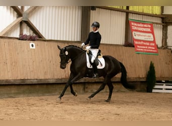 Trakehner, Jument, 4 Ans, 169 cm, Noir