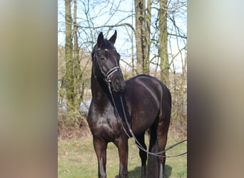 Trakehner, Jument, 4 Ans, 170 cm, Noir