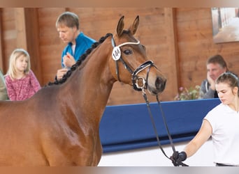 Trakehner, Jument, 4 Ans, 171 cm, Bai