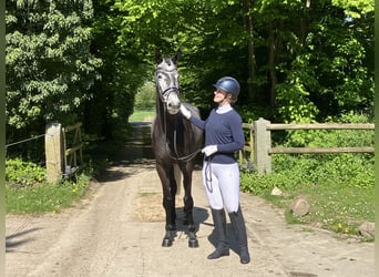 Trakehner, Jument, 4 Ans, 172 cm, Gris