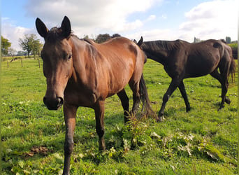 Trakehner, Jument, 4 Ans, 174 cm, Bai brun foncé