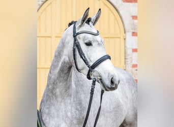 Trakehner, Jument, 4 Ans, Gris