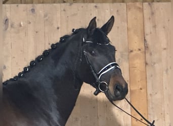 Trakehner, Jument, 5 Ans, 160 cm, Bai brun