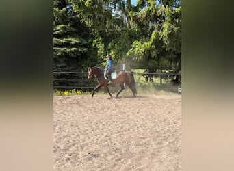 Trakehner, Jument, 5 Ans, 161 cm, Bai