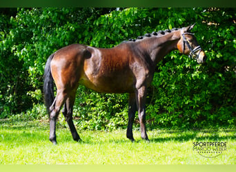 Trakehner, Jument, 5 Ans, 162 cm, Bai brun