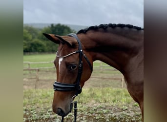 Trakehner, Jument, 5 Ans, 162 cm, Bai