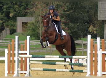 Trakehner, Jument, 5 Ans, 162 cm, Bai