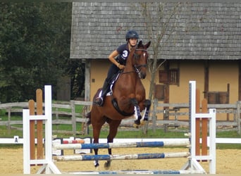 Trakehner, Jument, 5 Ans, 162 cm, Bai