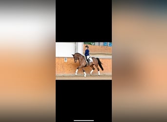 Trakehner, Jument, 5 Ans, 162 cm, Bai