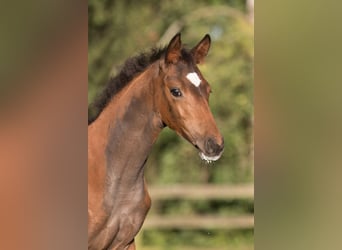 Trakehner, Jument, 5 Ans, 163 cm, Bai