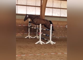 Trakehner, Jument, 5 Ans, 164 cm, Bai