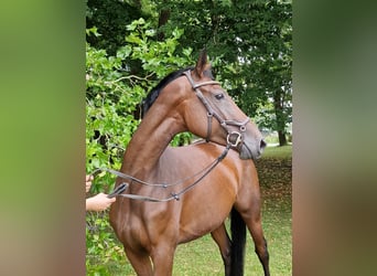 Trakehner, Jument, 5 Ans, 164 cm, Bai