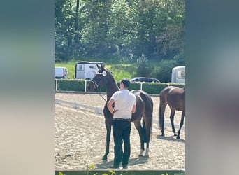 Trakehner, Jument, 5 Ans, 164 cm