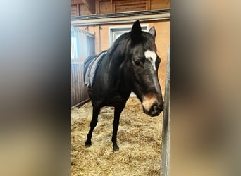 Trakehner, Jument, 5 Ans, 164 cm