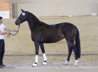 Trakehner, Jument, 5 Ans, 164 cm