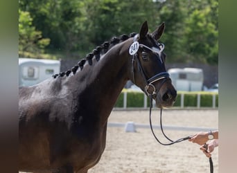 Trakehner, Jument, 5 Ans, 164 cm