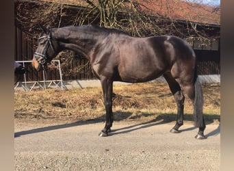 Trakehner, Jument, 5 Ans, 165 cm, Bai brun foncé