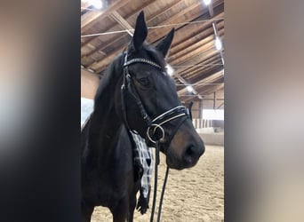 Trakehner, Jument, 5 Ans, 165 cm, Bai brun foncé