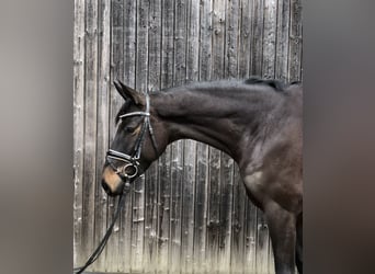 Trakehner, Jument, 5 Ans, 165 cm, Bai brun foncé